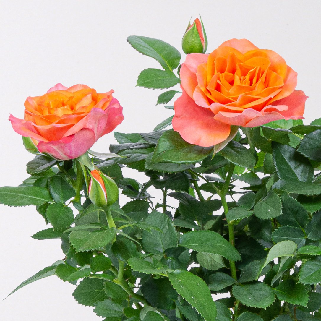 Rose 'Bengali Kordana® Grande' orange-apricot, Topf-Ø 10,5 cm, 3er-Set