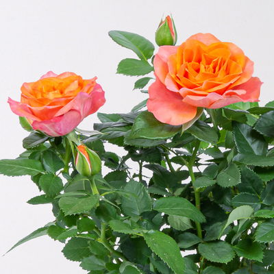 Rose 'Bengali Kordana® Grande', orange-apricot, Topf-Ø 10,5 cm, 3 Pflanzen