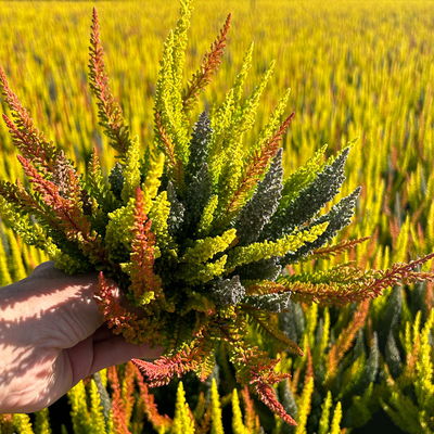 Calluna 'SKYLINE® Trio', gelb-orange-grau, Topf-Ø 11 cm, 6 Pflanzen Calluna 'SKYLINE® Trio', gelb-orange-grau, Topf-Ø 11 cm, 6 Pflanzen