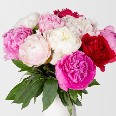 10 Pfingstrosen, rot, rosa & weiß