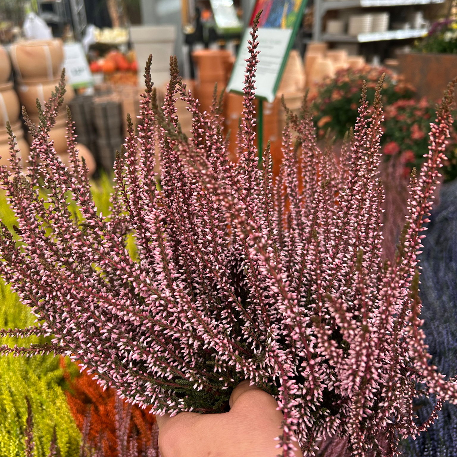 Knospenheide 'Picasso', rot gefärbt, Topf-Ø 12 cm, 6 Pflanzen
