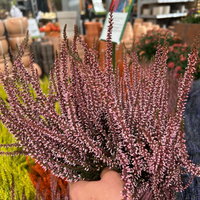 Knospenheide 'Picasso', rot gefärbt, Topf-Ø 12 cm, 6 Pflanzen