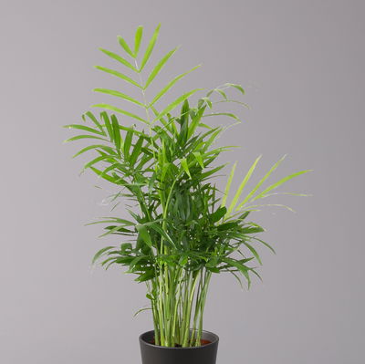 Bergpalme mit Keramiktopf anthrazit, Topf-Ø 12 cm, Höhe ca. 30 cm, 2er-Set