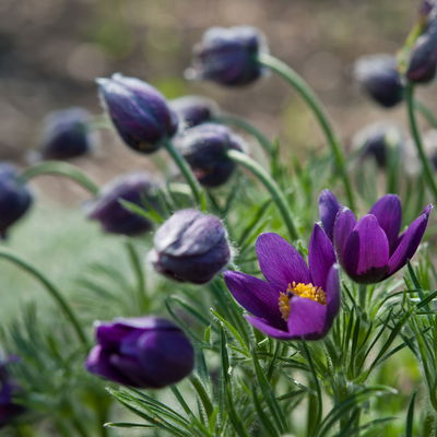 Küchenschelle, Farben zufällig, Topf-Ø 13 cm, 6 Pflanzen Küchenschelle, Farben zufällig, Topf-Ø 13 cm, 6 Pflanzen