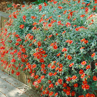 Sonnenröschen 'Frau M. Bachthaler', dunkelrot, Topf 9x9 cm, 3 Pflanzen Sonnenröschen 'Frau M. Bachthaler', dunkelrot, Topf 9x9 cm, 3 Pflanzen