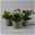 Lewisia cotyledon, Farben zufällig, Topf-Ø 12 cm, 6er-Set