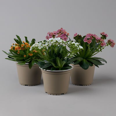 Lewisia cotyledon, Farben zufällig, Topf-Ø 12 cm, 6er-Set