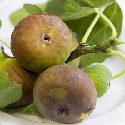 Feige 'Firoma'®, 2er-Set, Höhe 40-60 cm, Topf 5 Liter