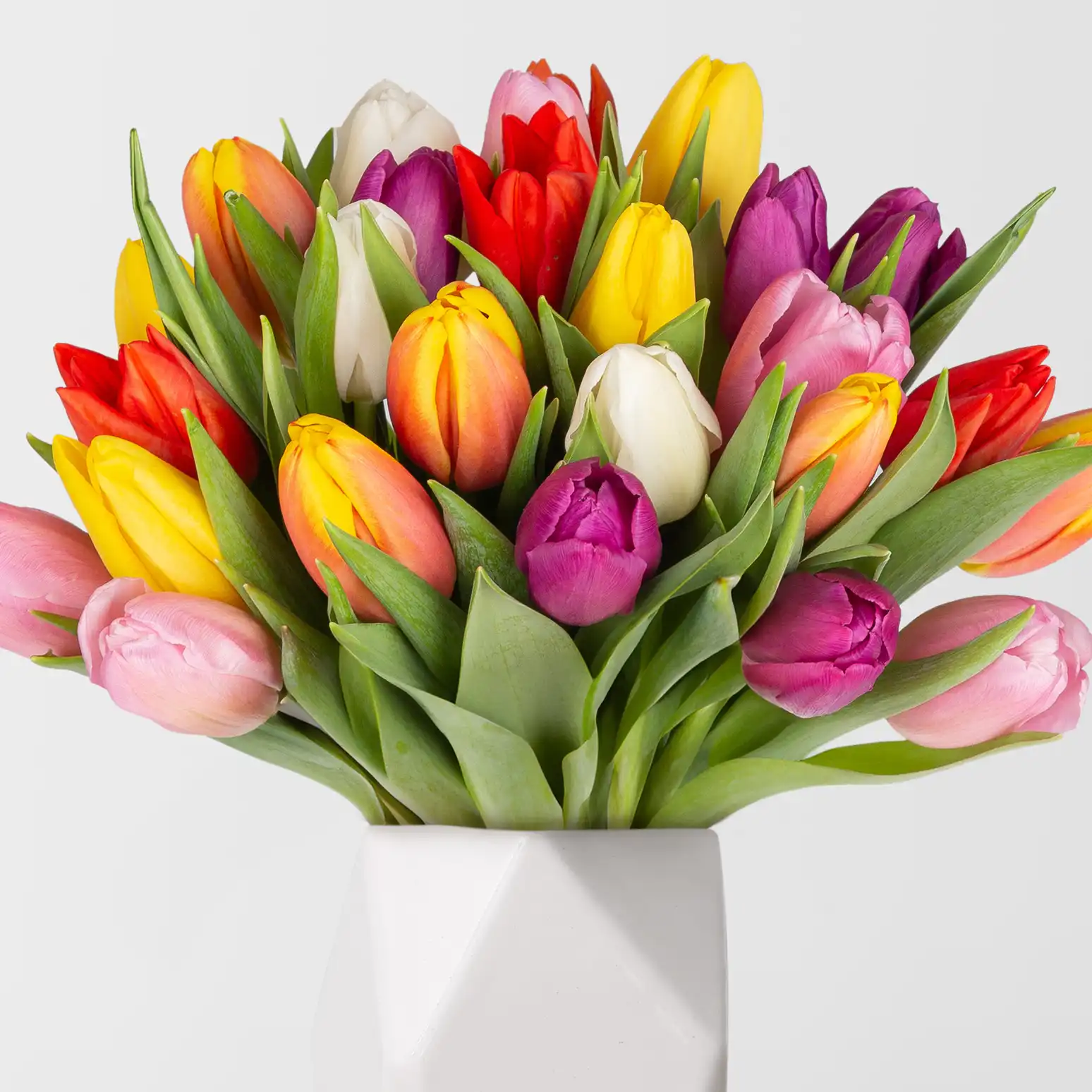 Tulpen