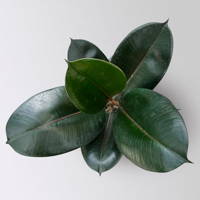 Gummibaum 'Abidjan' in Keramiktopf Dallas weiß, Topf-Ø 17 cm, Höhe ca. 55 cm Gummibaum 'Abidjan' in Keramiktopf Dallas weiß, Topf-Ø 17 cm, Höhe ca. 55 cm