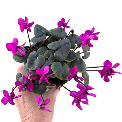 Frühlings-Alpenveilchen, lila, Topf-Ø 11 cm, 3 Pflanzen