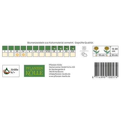 Wildtulpen 'Orphanidea Flava', gelb, 10 Blumenzwiebeln Wildtulpen 'Orphanidea Flava', gelb, 10 Blumenzwiebeln