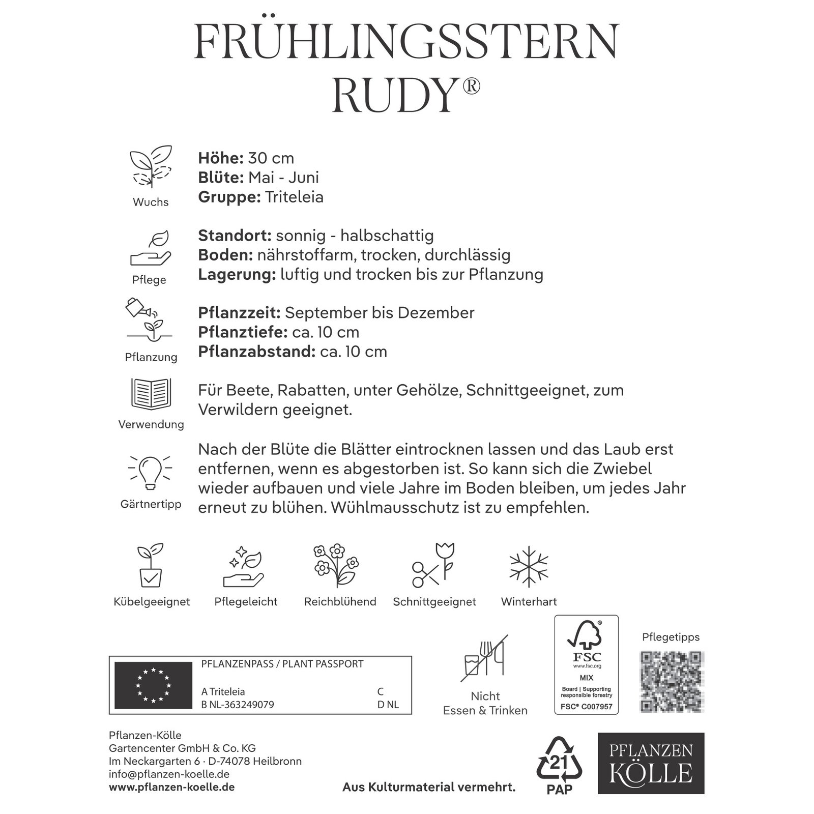 Frühlingsstern (Triteleia Rudy), 10 Blumenzwiebeln