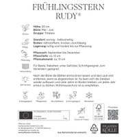 Frühlingsstern (Triteleia Rudy), 10 Blumenzwiebeln
