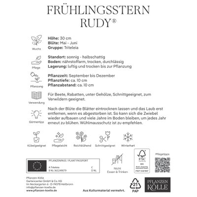 Frühlingsstern (Triteleia Rudy), 10 Blumenzwiebeln