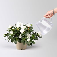 Azalee weiß, gefüllt, Topf-Ø 14 cm, Höhe ca. 30 cm, 2 Stück