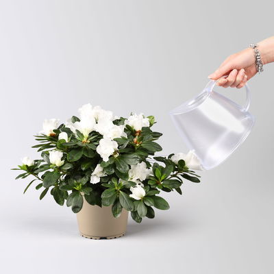 Azalee weiß, gefüllt, Topf-Ø 14 cm, Höhe ca. 30 cm, 2 Stück Azalee weiß, gefüllt, Topf-Ø 14 cm, Höhe ca. 30 cm, 2 Stück