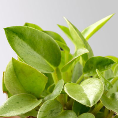 Grünpflanzenset für Grüne Wand, bunter Mix, Topf-Ø 8,5 cm, 12 Pflanzen