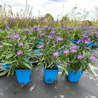 Bio Kissenaster 'Blauer Gletscher', violettblau, Topf 11x11 cm, 3 Pflanzen Bio Kissenaster 'Blauer Gletscher', violettblau, Topf 11x11 cm, 3 Pflanzen