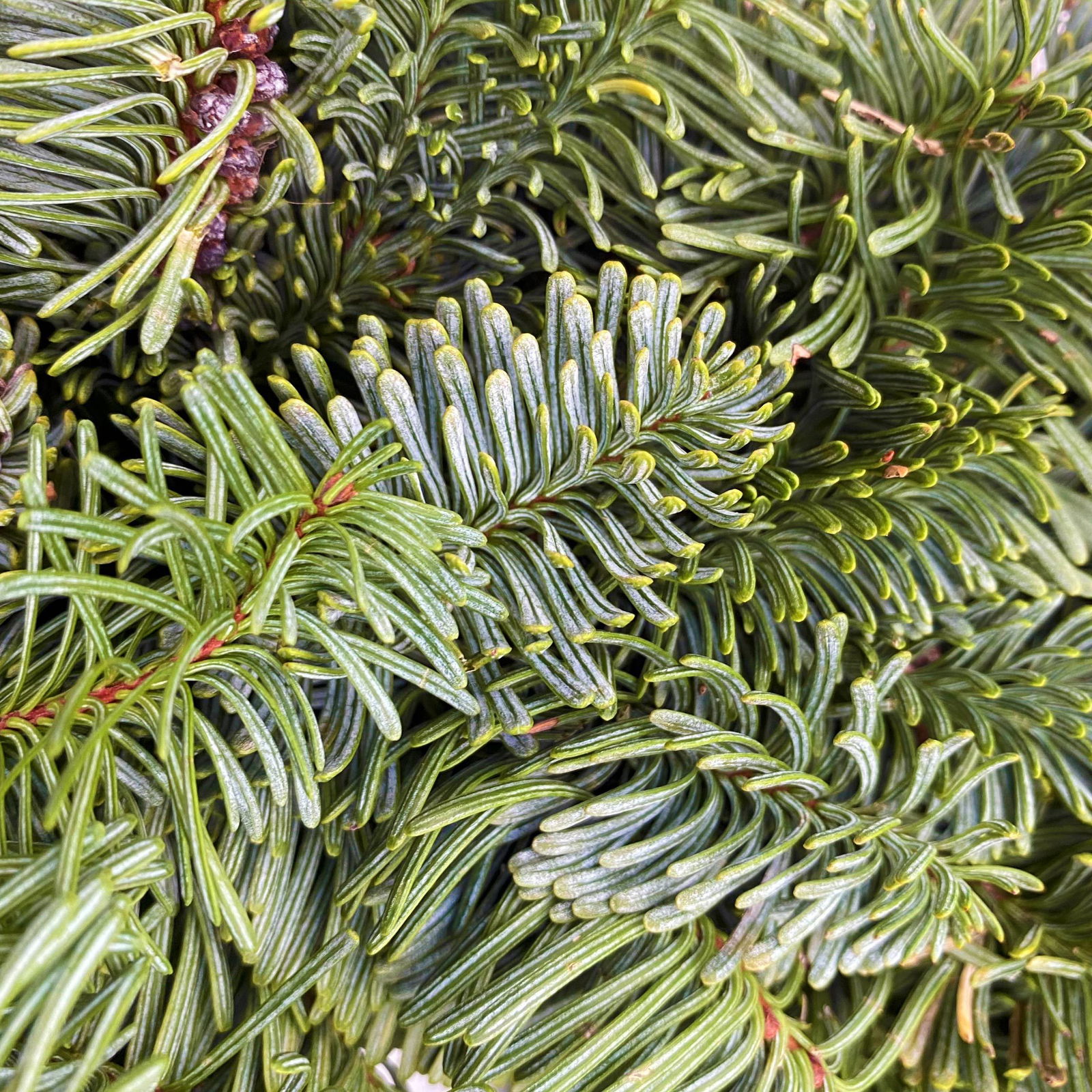 Adventskranz, Nobilistanne, rund gebunden, ca. 35 cm Ø