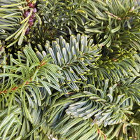 Adventskranz, Nobilistanne, rund gebunden, ca. 35 cm Ø