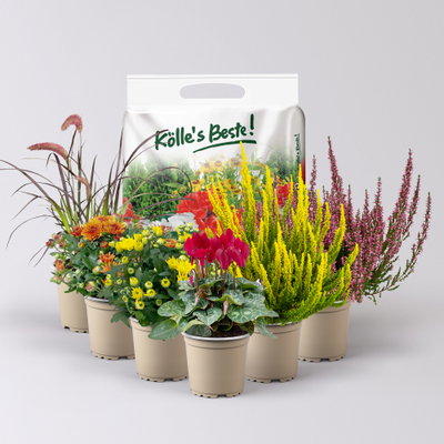 Pflanzenkreation Bunter Herbst, 6 Pfl. inkl. Erde Pflanzenkreation Bunter Herbst, 6 Pfl. inkl. Erde