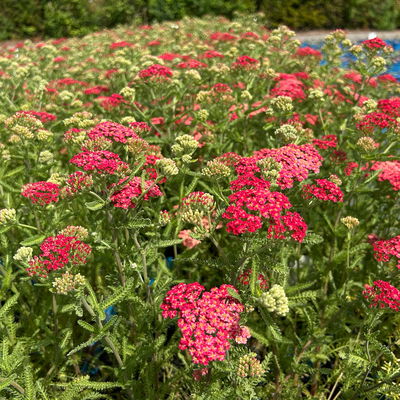 Bio Schafgarbe rot, Topf 11x11 cm, 3 Pflanzen Bio Schafgarbe rot, Topf 11x11 cm, 3 Pflanzen