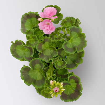 Geranie hellrosa, stehend, Topf-Ø 13 cm, 6 Pflanzen