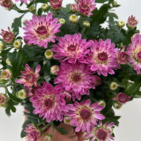 Chrysanthemen rosa, Topf-Ø 10,5 cm, 8er-Set