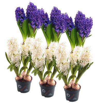 Hyazinthe weiß & blau, vorgetrieben, Topf-Ø 12 cm, 6 Pflanzen