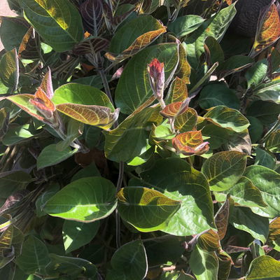 Blu Bio Käsekraut, Topf-Ø 12 cm, 6er Set Blu Bio Käsekraut, Topf-Ø 12 cm, 6er Set