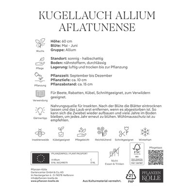 Allium Aflatunense (Iranlauch) purpur, 5 Blumenzwiebeln Allium Aflatunense (Iranlauch) purpur, 5 Blumenzwiebeln