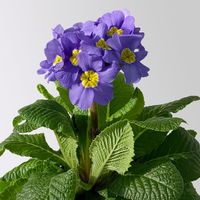 Hohe Schlüsselblume 'Inara® Blue', blau-violett, Topf-Ø 13 cm, 6 Pflanzen Hohe Schlüsselblume 'Inara® Blue', blau-violett, Topf-Ø 13 cm, 6 Pflanzen