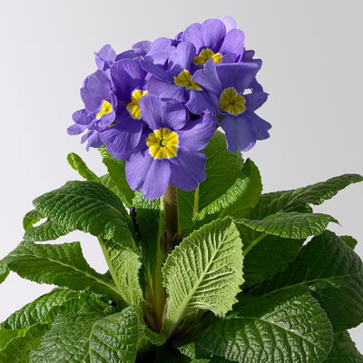 Hohe Schlüsselblume 'Inara® Blue', blau-violett, Topf-Ø 13 cm, 6 Pflanzen Hohe Schlüsselblume 'Inara® Blue', blau-violett, Topf-Ø 13 cm, 6 Pflanzen