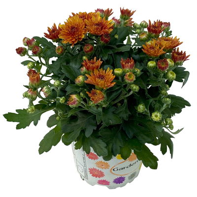 Chrysanthemen, bronze, Topf-Ø 10,5 cm, 8 Pflanzen