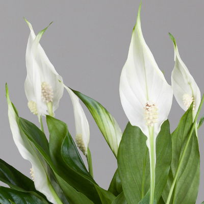 Einblatt 'Bellini' in Übertopf Vibes gelb, Topf-Ø 13 cm, Höhe ca. 30 cm Einblatt 'Bellini' in Übertopf Vibes gelb, Topf-Ø 13 cm, Höhe ca. 30 cm