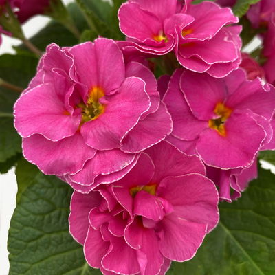 Primel 'PomPom', rosa, gefüllt, Topf-Ø 12 cm, 6 Pflanzen