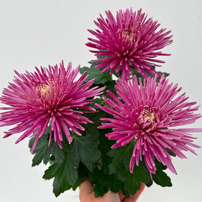 Chrysantheme 'Anastasia', lila, großblumig, Topf-Ø 13 cm, 3 Pflanzen Chrysantheme 'Anastasia', lila, großblumig, Topf-Ø 13 cm, 3 Pflanzen