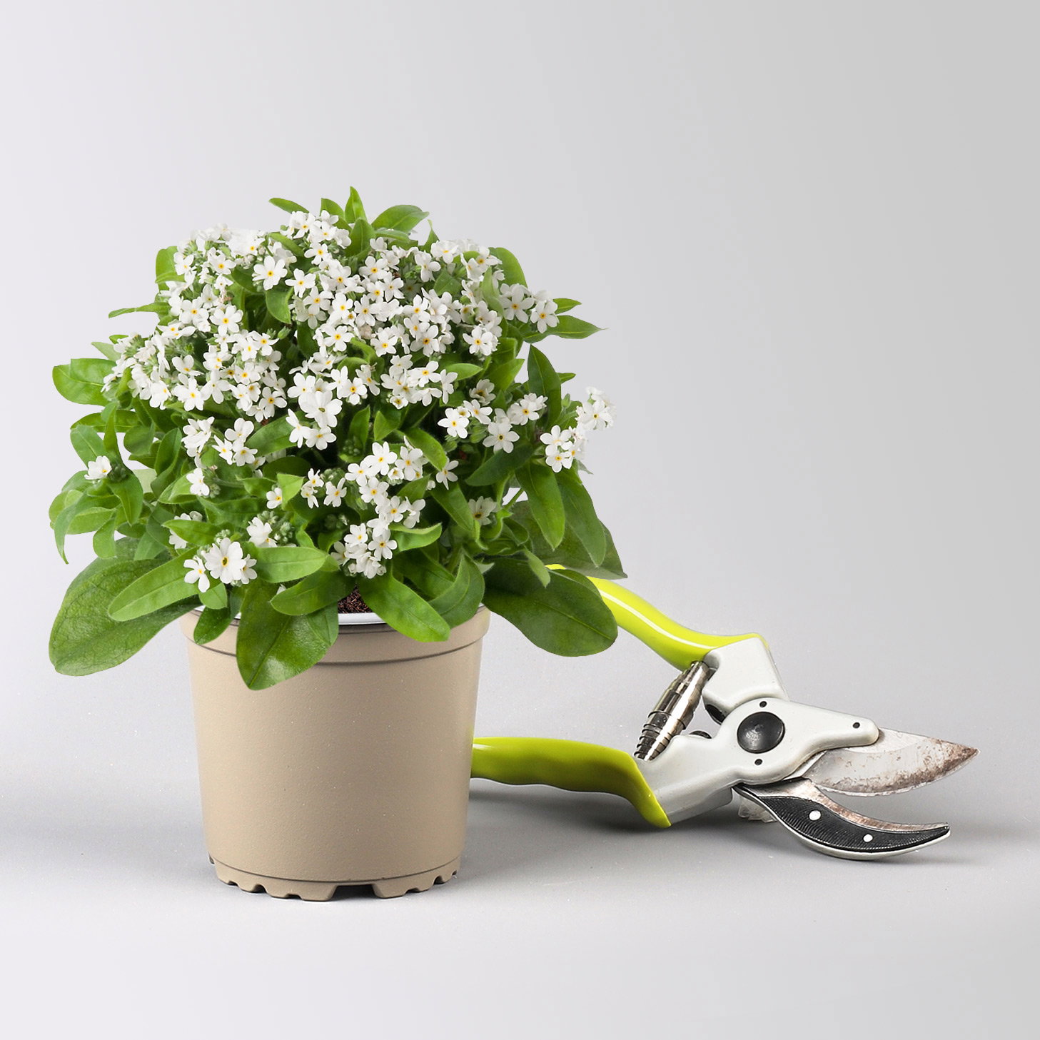 Vergissmeinnicht, weiß, Topf-Ø 10,5 cm, 8 Pflanzen