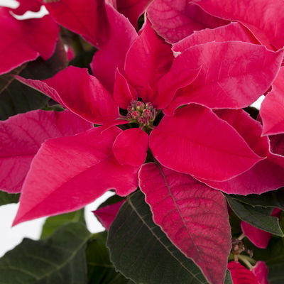 Bio Herbststern 'Princettia'®, rosa, pink & weiß, Topf-Ø 12 cm, 3 Pflanzen