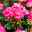 Geranie 'Moonlight® Amelie' pink, stehend, Topf-Ø 13 cm, 6er-Set