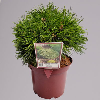 Zwerg Bergkiefer 'Benjamin', Höhe 20-25 cm, Topf 3 Liter, 3er-Set Zwerg Bergkiefer 'Benjamin', Höhe 20-25 cm, Topf 3 Liter, 3er-Set