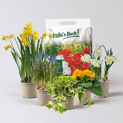 Pflanzenkreation Frühlingsgruß, 5 Pflanzen inkl. Erde Pflanzenkreation Frühlingsgruß, 5 Pflanzen inkl. Erde