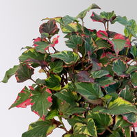Houttuynia cordata, panaschiert, Topf-Ø 13 cm, 6 Stück