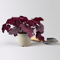 Bio Purpurglöckchen 'Wild Rose', violett, Topf-Ø 12 cm, 3 Pflanzen