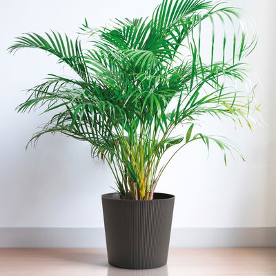 Euro 3 Plast Pflanzgefäß 'Fyre', anthrazit, ca. Ø 40 x H 39 cm