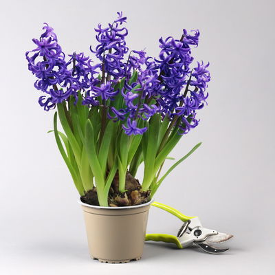 Hyazinthe, blau, vorgetrieben, mehrblütig, Topf-Ø 14 cm, 3 Pflanzen