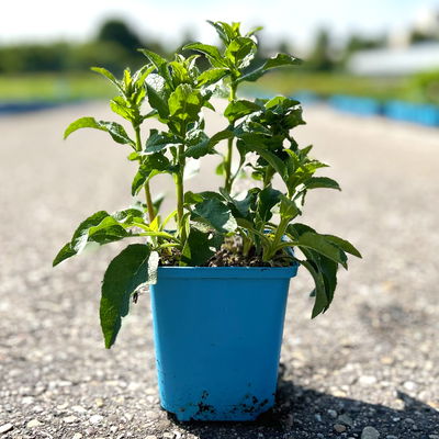 Bio Knäuel-Glockenblume 'Dahurica' violett, Topf 11x 11 cm, 3 Pflanzen