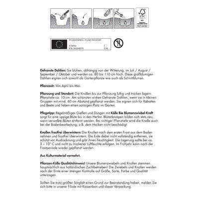 Gefranste Dahlien 'Star´s Favorite' rosa/weiße Mitte, 1 Blumenknolle