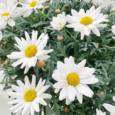 Margerite 'Stella', weiß, Stamm, Topf-Ø 25 cm Margerite 'Stella', weiß, Stamm, Topf-Ø 25 cm